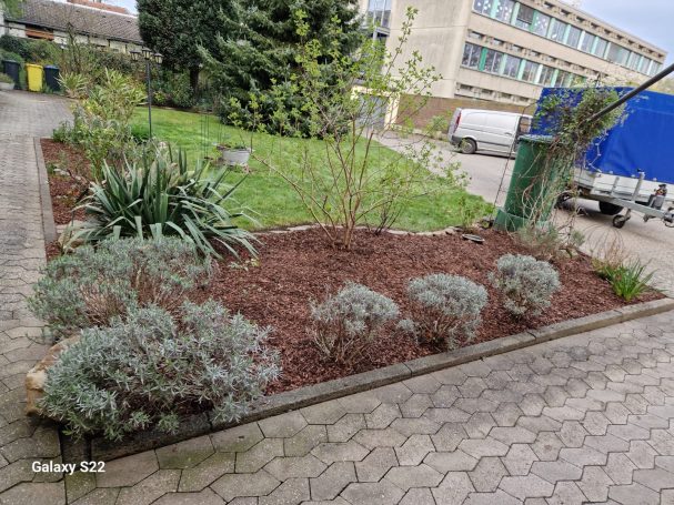 Grünflächenpflege für Immobilienverwaltungen Monheim Grünflächenpflege für Immobilienverwaltungen in Monheim – Bodendeckeranlage
