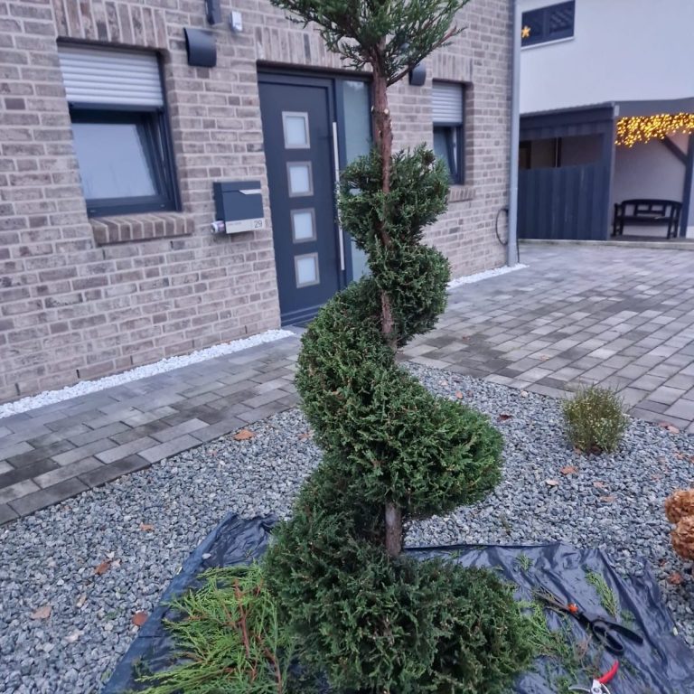 Formschnitt & Terrassenbau Haan Formschnitt Haan – Spiralgehölz vor dem Haus mit Pflasterfläche