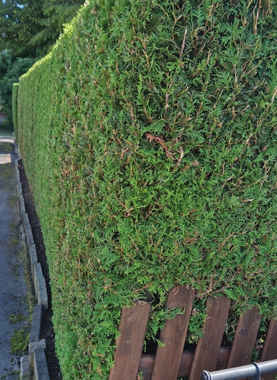 Gartenpflege Hilden – formschöne Thuja-Hecke Gartenpflege und Heckenpflege in Hilden – dicht und gleichmäßig geschnittene Thuja-Hecke