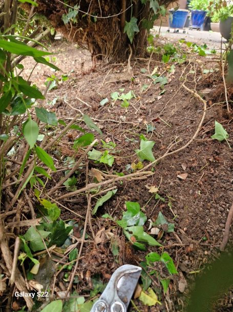 Strauchschnitt Langenfeld – Gehölzschnitt Strauchschnitt und Gehölzpflege in Langenfeld