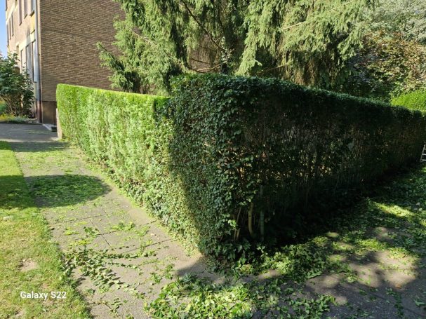 Heckenpflege Monheim – Heckenschnitt Heckenpflege Monheim – frisch geschnittene Hecke mit Schnittgut