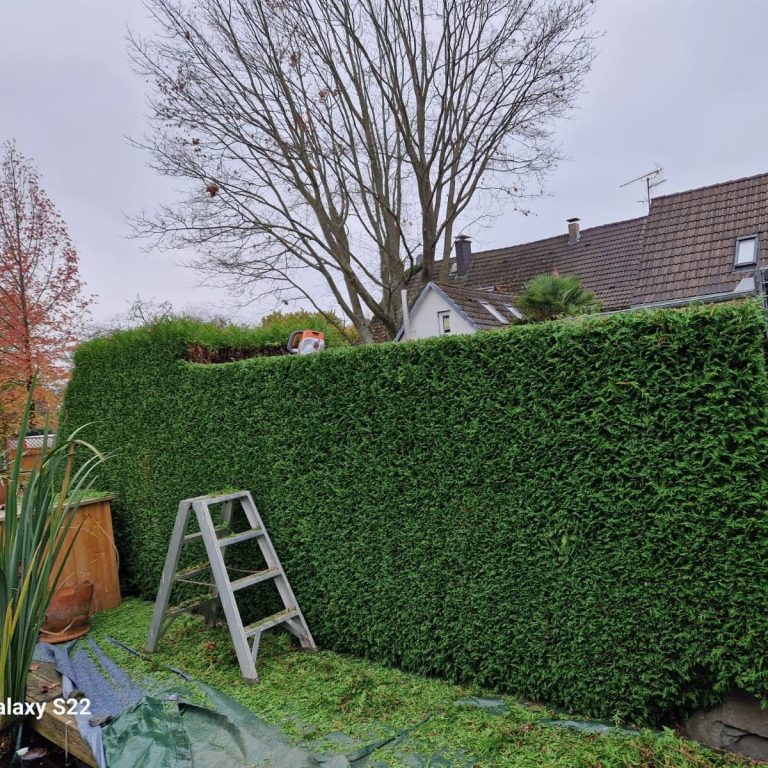 Heckenpflege Haan – Formschnitt in Arbeit Heckenpflege Haan – hohe Hecke während des professionellen Formschnitts