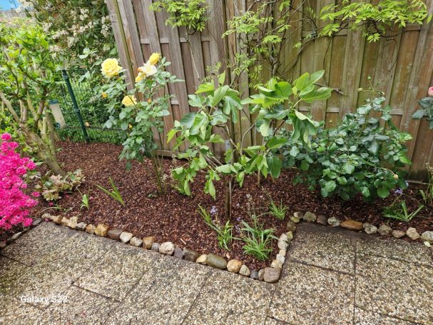 Gartenpflege Monheim – Beetpflege mit Mulch Gartenpflege Monheim – sauber angelegtes und gemulchtes Beet