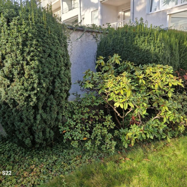 Pflasterarbeiten Kaiserswerth – Gartenpflege Pflasterarbeiten und Gartenpflege in Kaiserswerth mit Rhododendron