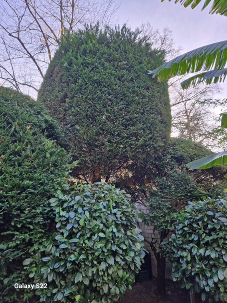 Formschnitt Langenfeld – hohe Thuja als Sichtschutz Formschnitt und Sichtschutz in Langenfeld – hohe Thuja