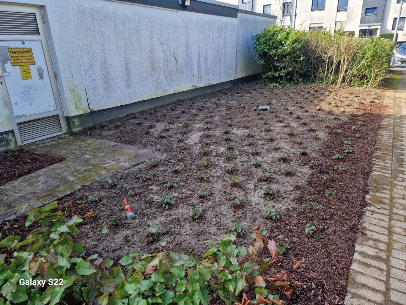 Gartenpflege Hilden Vorher – neue Bepflanzung auf offener Fläche Vorher: Frisch angelegte Pflanzfläche in Hilden vor der finalen Gestaltung und Mulchung