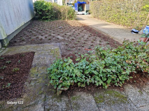 Grünflächenpflege Hilden – Bodendecker Pflanzung Grünflächenpflege Hilden – frische Bodendecker-Pflanzung
