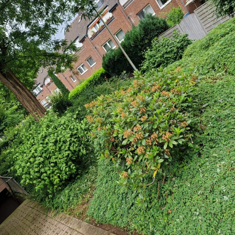 Grünflächenpflege für Hausverwaltungen Haan Grünflächenpflege für Hausverwaltungen in Haan – verwilderte Grünfläche vor der Pflege
