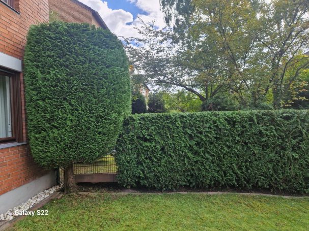Formschnitt Haan – Thuja-Gehölz Formschnitt in Haan – großes rundgeschnittenes Thuja-Gehölz und Hecke