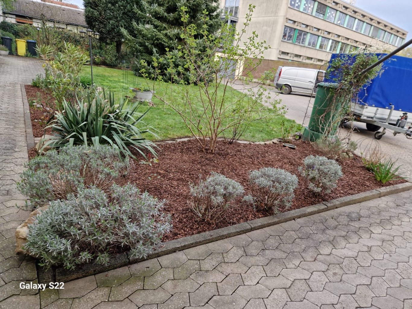 Gartenpflege Hilden Nachher – Beet mit Rindenmulch und klarer Struktur Nachher: Fertig gestaltetes Beet mit Rindenmulch und etablierter Bepflanzung in Hilden – Gartenpflege von Basri GaLaBau