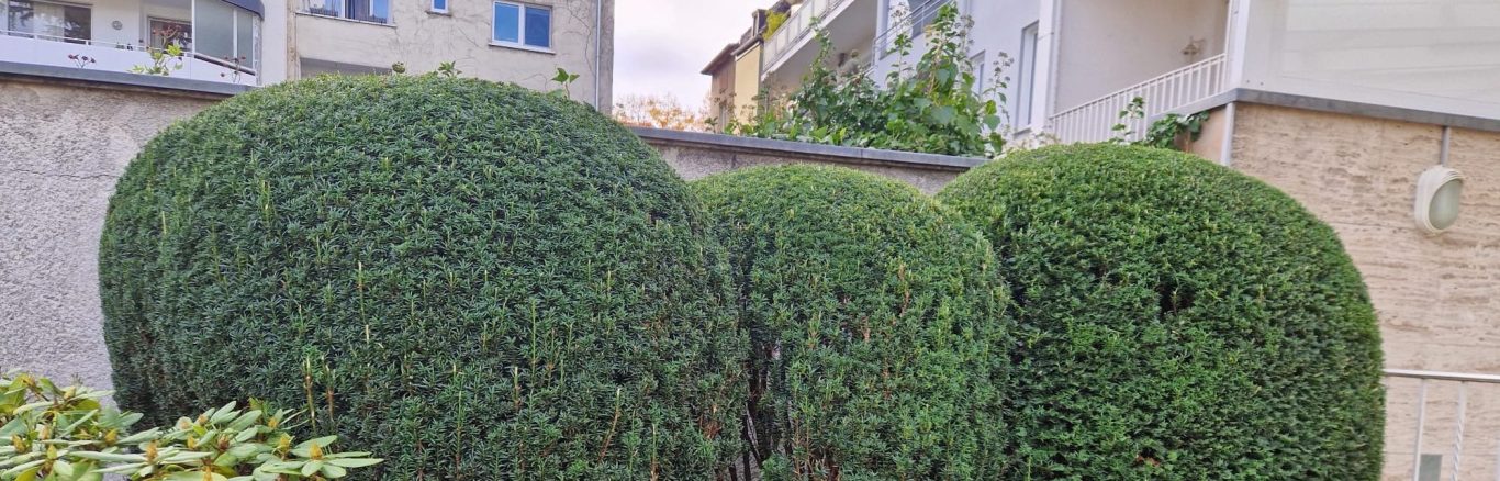 Grünflächenpflege für Immobilienverwaltungen Kaiserswerth Grünflächenpflege und Formschnitt für Immobilienverwaltungen in Kaiserswerth