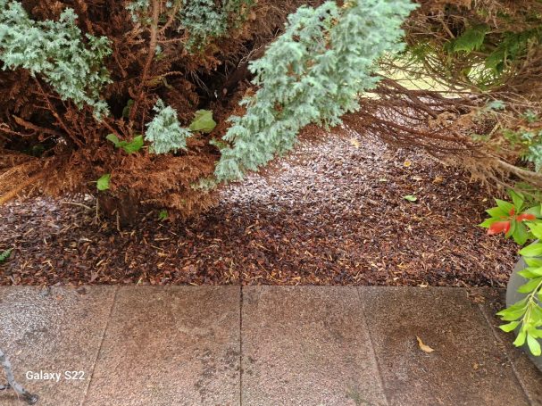 Gartenpflege Kaiserswerth – Mulchen unter Koniferen Gartenpflege Kaiserswerth – frisch gemulchte Fläche unter Blaufichte