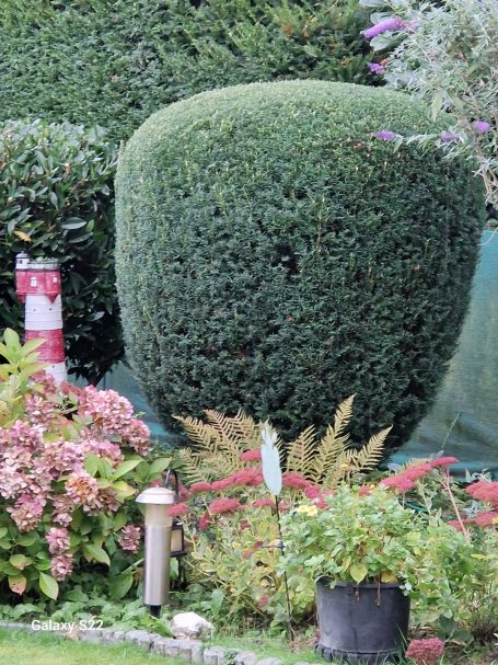 Heckenpflege Kaiserswerth – kugelförmiger Formschnitt Heckenpflege Kaiserswerth – präzise kugelförmig geschnittene Hecke