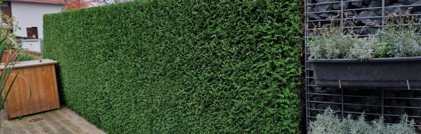 Heckenpflege Kaiserswerth – dichte Formhecke Heckenpflege in Kaiserswerth – gleichmäßig und dicht geschnittene Hecke