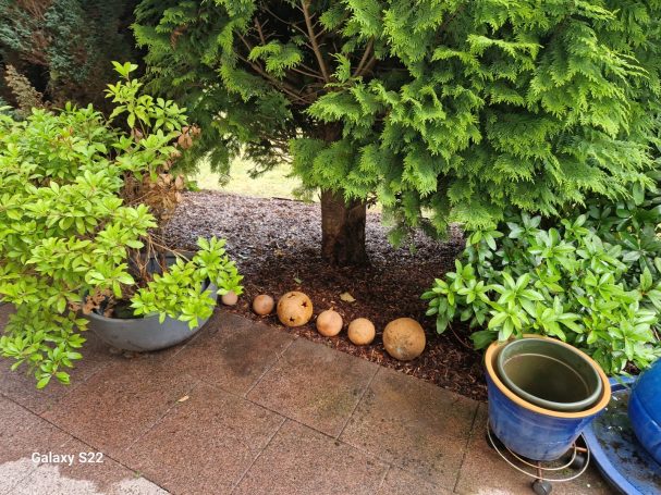Gartenpflege Langenfeld – Mulchen unter Gehölzen Gartenpflege Langenfeld – frisch gemulchte Fläche unter Koniferen
