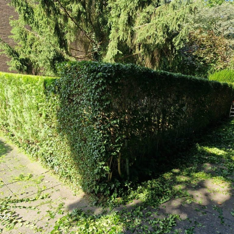Heckenpflege Langenfeld – Formschnitt in Arbeit Heckenpflege Langenfeld – professioneller Formschnitt einer langen Hecke