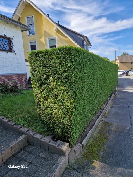 Lange, sauber und gerade geschnittene Hecke entlang der Straße Lange, sauber und gerade geschnittene Hecke entlang der Straße