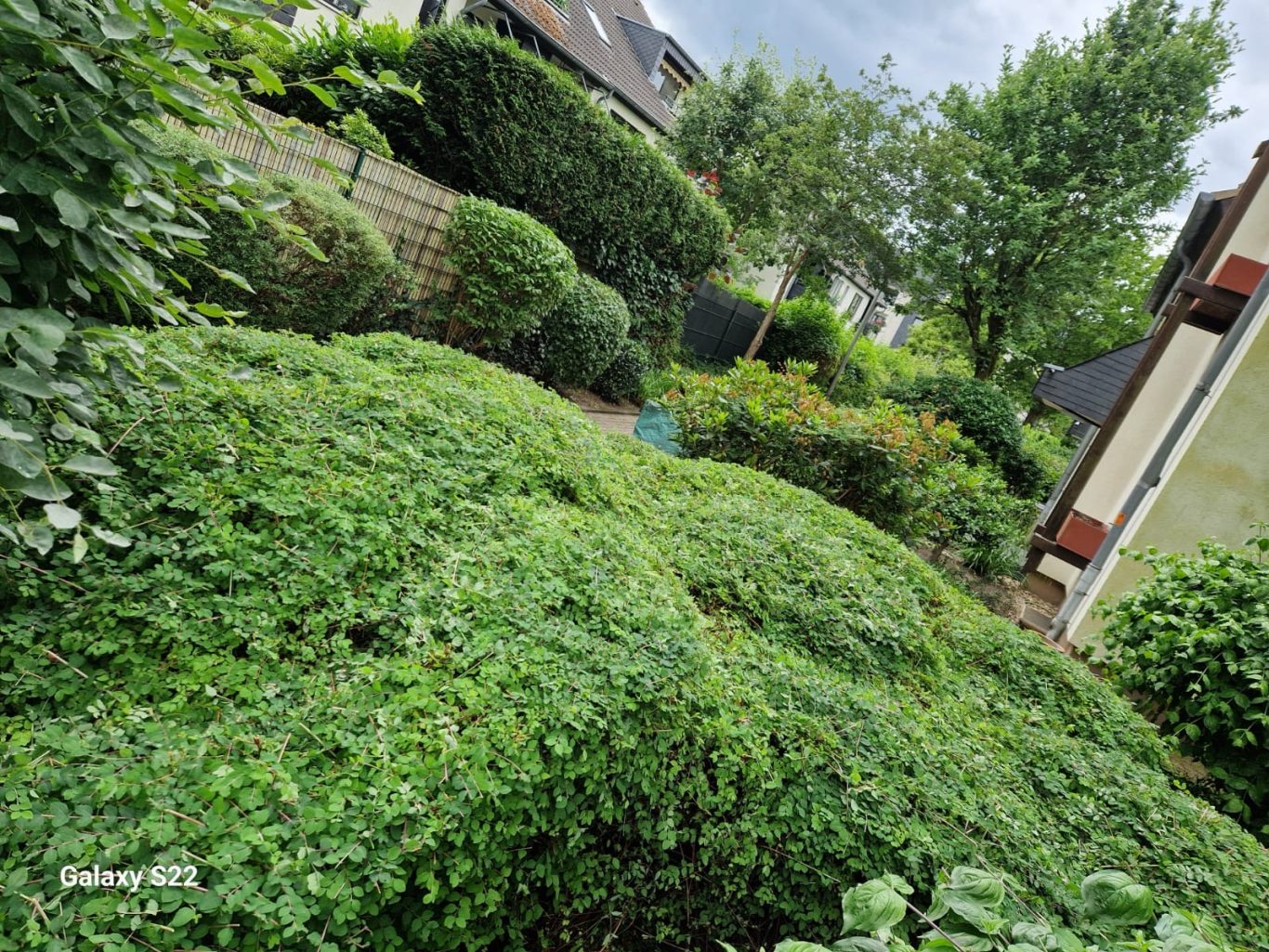 Gartenpflege Hilden Vorher – unordentlicher Zustand vor der Neugestaltung Vorher: Überwachsener Garten in Hilden vor der professionellen Gartenpflege durch Basri GaLaBau