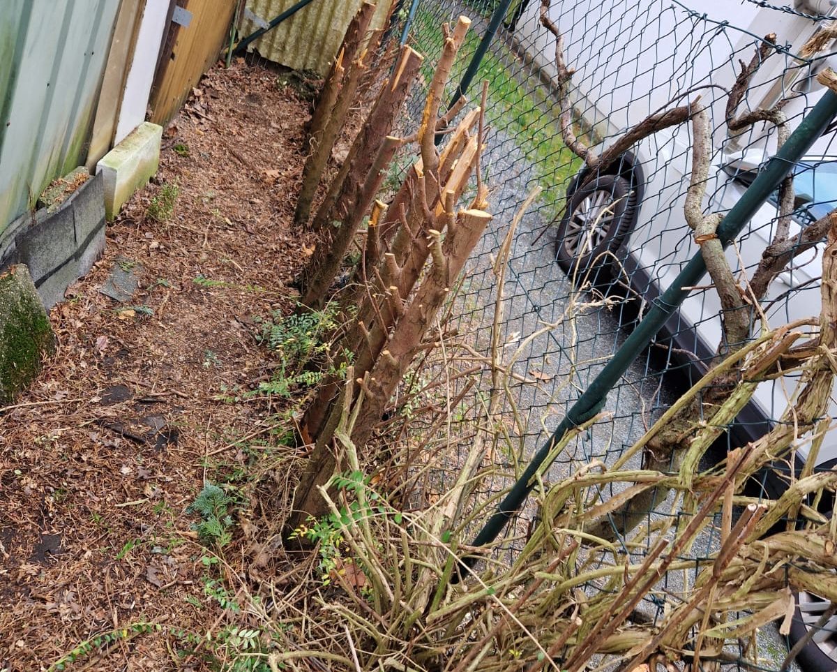 Ergebnis eines kräftigen Rückschnitts von Hecken und Sträuchern in Haan. Heckenpflege Haan – stark zurückgeschnittene Hecke und Gehölze