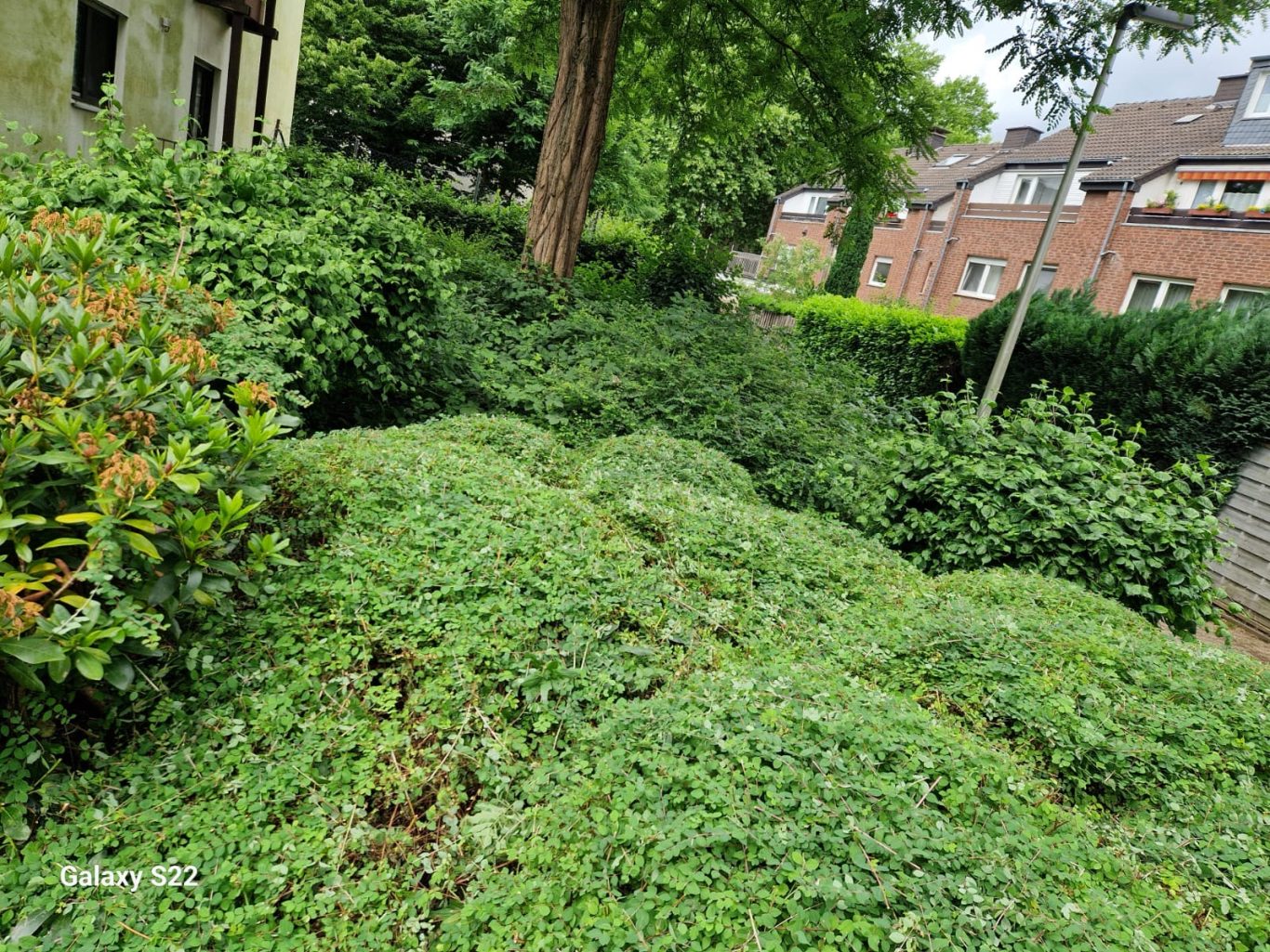 Gartenpflege für Immobilienverwaltungen Haan – Grünflächenpflege und Strauchschnitt Dicht bewachsene Grünfläche und Sträucher an einer Wohnanlage in Haan vor der Grünflächenpflege für Immobilienverwaltungen