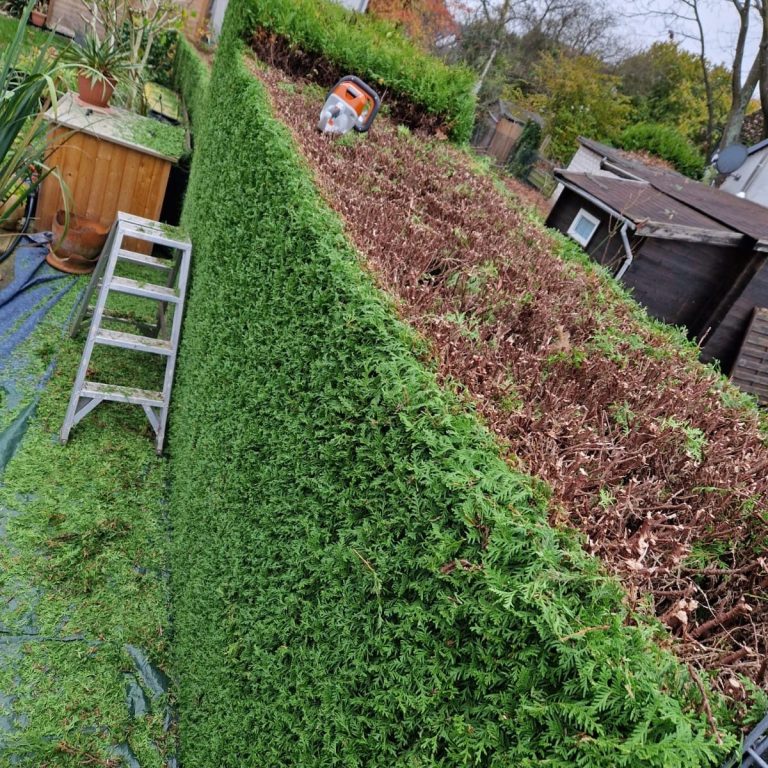 Heckenpflege Monheim – Formschnitt in Arbeit Heckenpflege Monheim – Hecke während des professionellen Formschnitts
