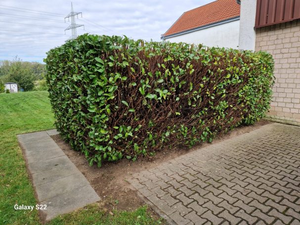 Heckenpflege Langenfeld – Rückschnitt einer Hecke Heckenpflege Langenfeld – Hecke nach fachgerechtem Rückschnitt